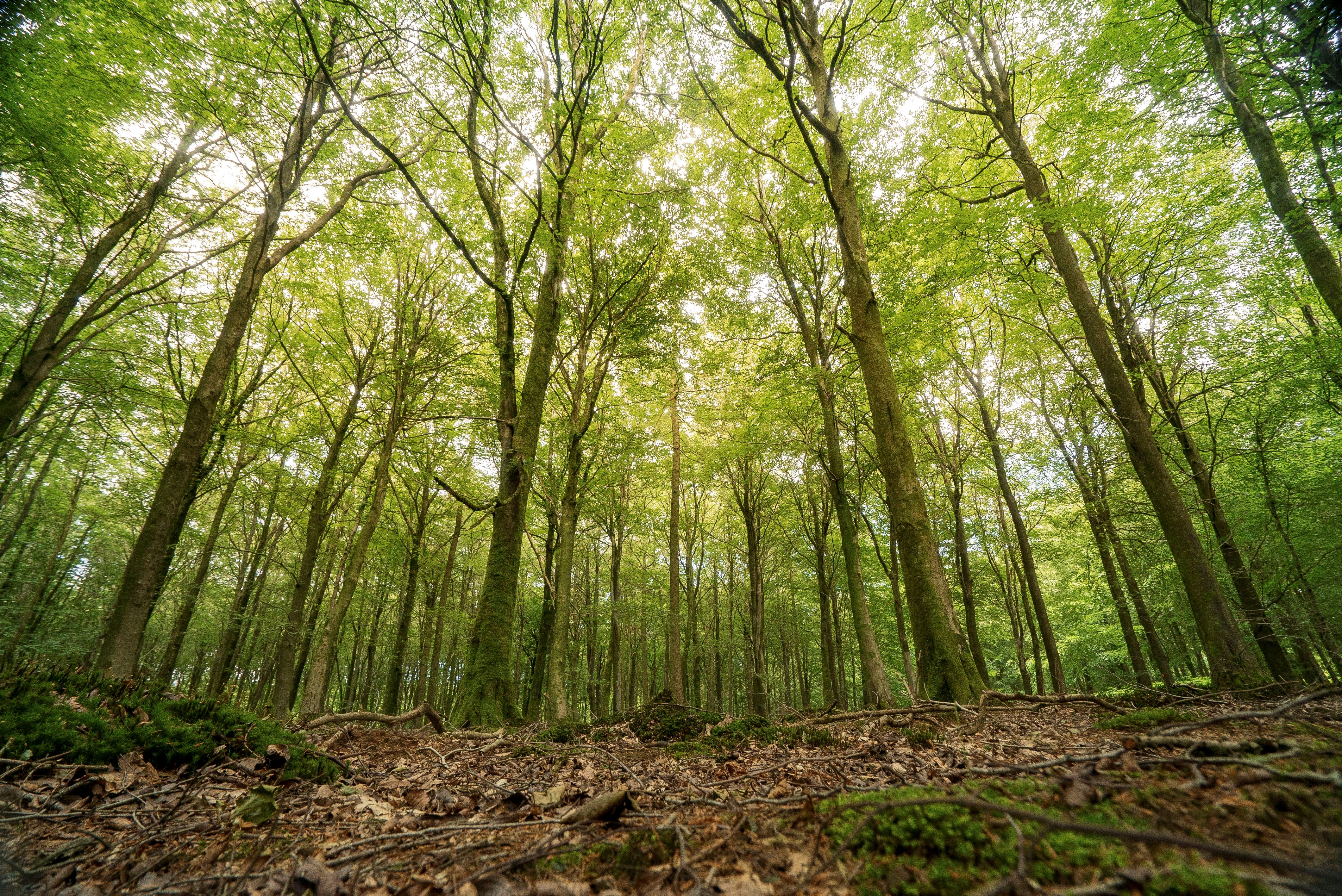 English forest